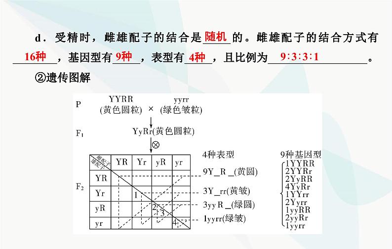 2024届人教版高考生物一轮复习基因的自由组合定律课件（单选版）07