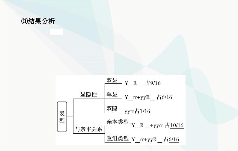 2024届人教版高考生物一轮复习基因的自由组合定律课件（单选版）08