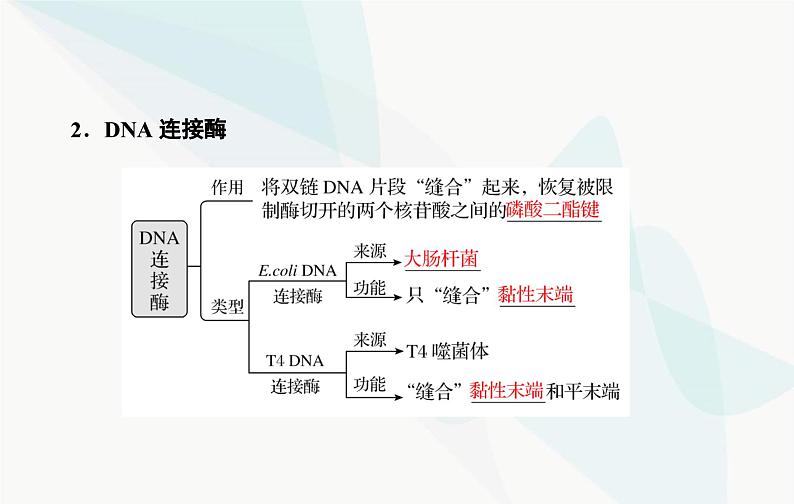 2024届人教版高考生物一轮复习基因工程及生物技术的安全性与伦理问题课件（单选版）06