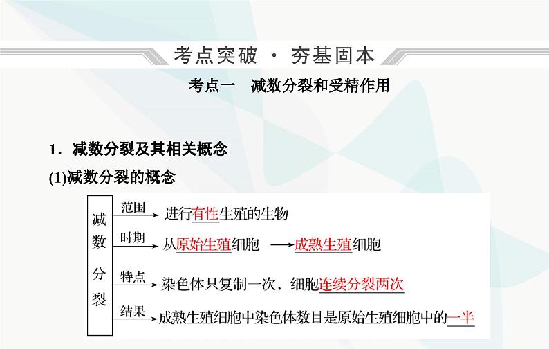 2024届人教版高考生物一轮复习减数分裂和受精作用课件（单选版）第4页