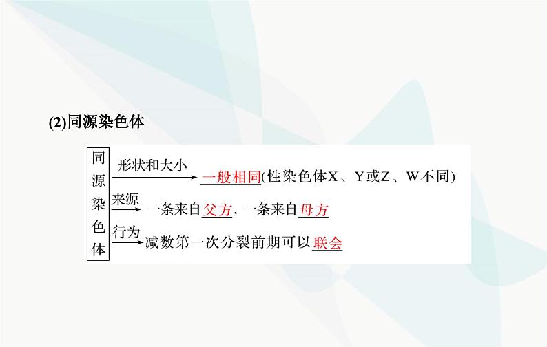 2024届人教版高考生物一轮复习减数分裂和受精作用课件（单选版）第5页