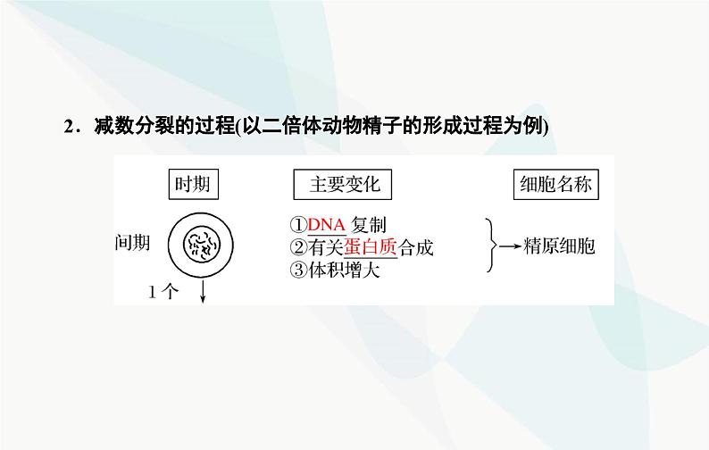 2024届人教版高考生物一轮复习减数分裂和受精作用课件（单选版）第8页