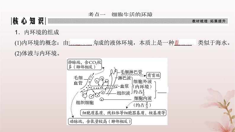 2024届高考生物一轮总复习第八单元稳态与调节第22讲人体的内环境与稳态课件第3页