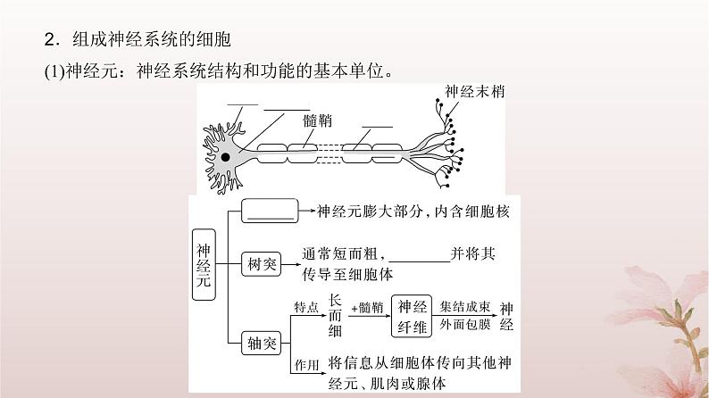 2024届高考生物一轮总复习第八单元稳态与调节第23讲神经调节课件第6页