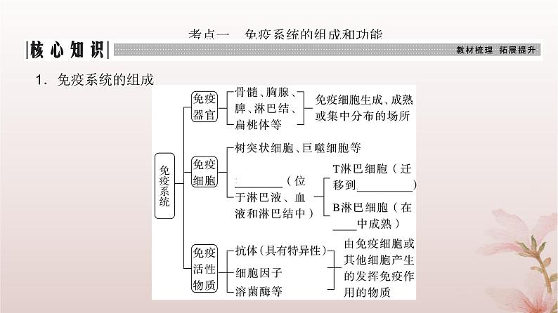 2024届高考生物一轮总复习第八单元稳态与调节第25讲免疫调节课件第3页