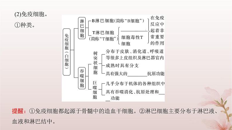 2024届高考生物一轮总复习第八单元稳态与调节第25讲免疫调节课件第5页