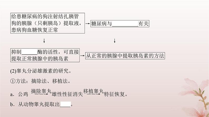 2024届高考生物一轮总复习第八单元稳态与调节第24讲体液调节课件07