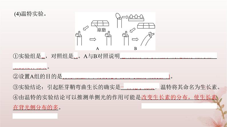 2024届高考生物一轮总复习第八单元稳态与调节第26讲植物生命活动的调节课件06