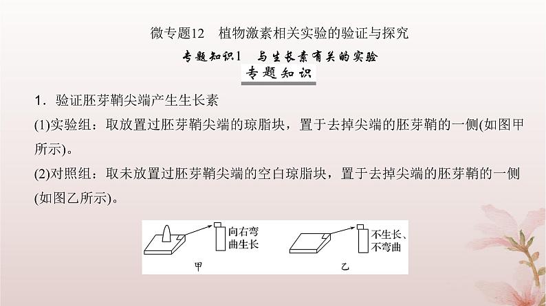 2024届高考生物一轮总复习第八单元稳态与调节微专题12植物激素相关实验的验证与探究课件第2页