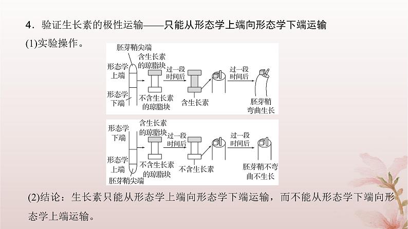 2024届高考生物一轮总复习第八单元稳态与调节微专题12植物激素相关实验的验证与探究课件第4页