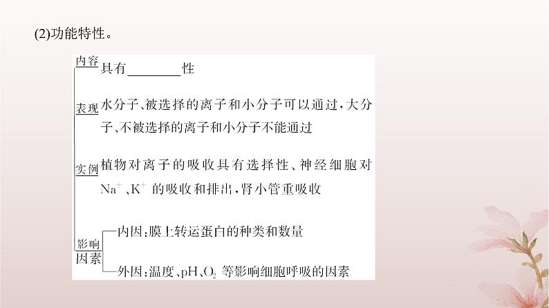 2024届高考生物一轮总复习第二单元细胞的基本结构与物质运输第4讲细胞膜与细胞核的结构和功能课件04