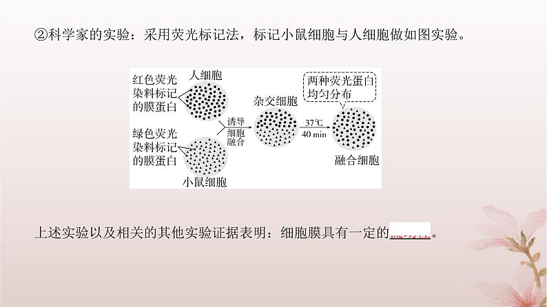 2024届高考生物一轮总复习第二单元细胞的基本结构与物质运输第4讲细胞膜与细胞核的结构和功能课件08