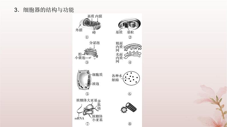 2024届高考生物一轮总复习第二单元细胞的基本结构与物质运输第5讲细胞器之间的分工合作课件05