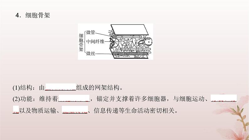 2024届高考生物一轮总复习第二单元细胞的基本结构与物质运输第5讲细胞器之间的分工合作课件08