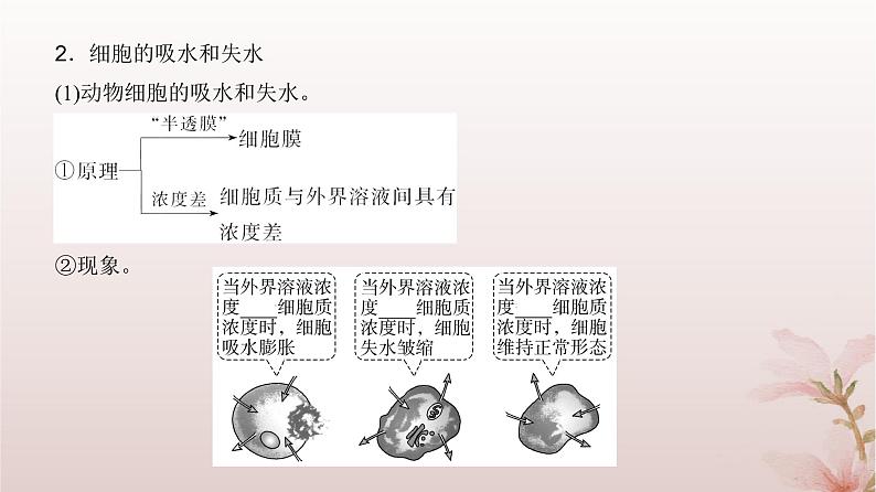 2024届高考生物一轮总复习第二单元细胞的基本结构与物质运输第6讲细胞的物质输入和输出课件05