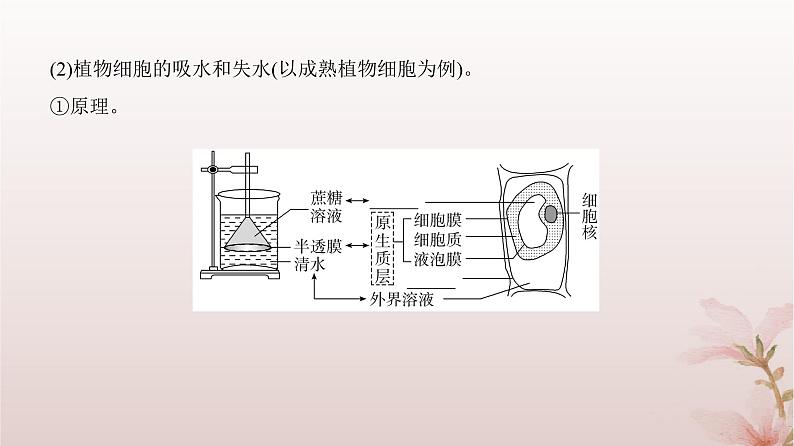 2024届高考生物一轮总复习第二单元细胞的基本结构与物质运输第6讲细胞的物质输入和输出课件06