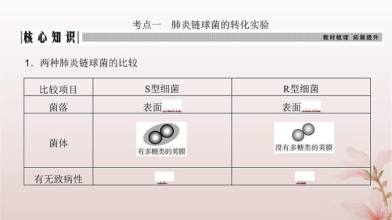 2024届高考生物一轮总复习第六单元遗传的分子基础第16讲DNA是主要的遗传物质课件03