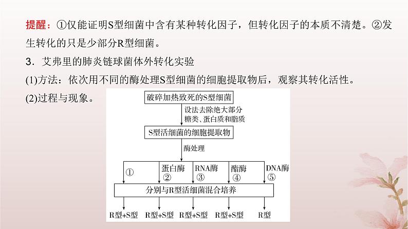 2024届高考生物一轮总复习第六单元遗传的分子基础第16讲DNA是主要的遗传物质课件05