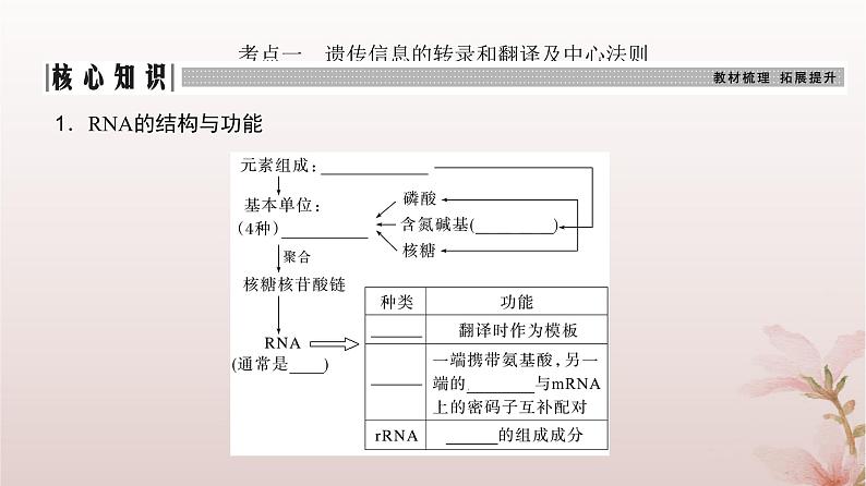 2024届高考生物一轮总复习第六单元遗传的分子基础第18讲基因的表达课件第3页