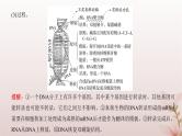 2024届高考生物一轮总复习第六单元遗传的分子基础第18讲基因的表达课件