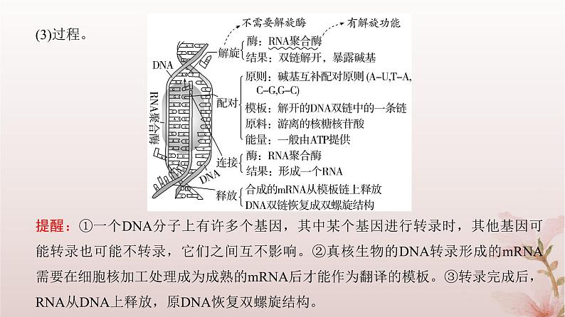 2024届高考生物一轮总复习第六单元遗传的分子基础第18讲基因的表达课件第5页