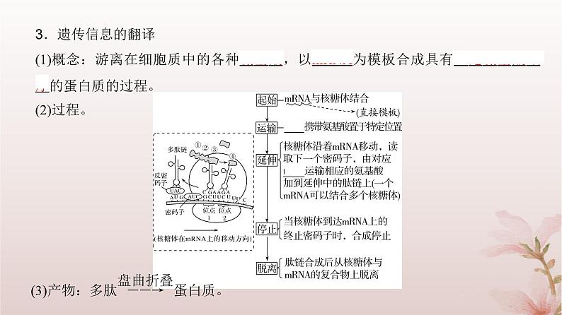 2024届高考生物一轮总复习第六单元遗传的分子基础第18讲基因的表达课件第6页