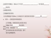 2024届高考生物一轮总复习第七单元生物的变异和进化第19讲基因突变与基因重组课件