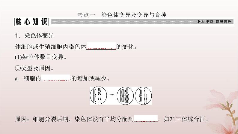 2024届高考生物一轮总复习第七单元生物的变异和进化第20讲染色体变异课件03