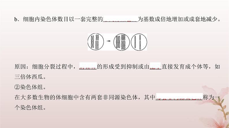 2024届高考生物一轮总复习第七单元生物的变异和进化第20讲染色体变异课件04