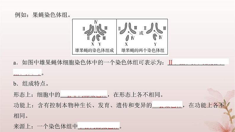 2024届高考生物一轮总复习第七单元生物的变异和进化第20讲染色体变异课件05