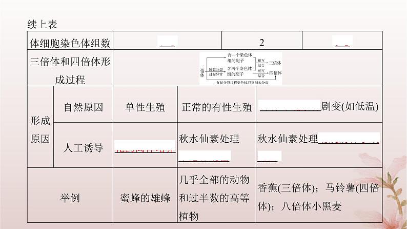 2024届高考生物一轮总复习第七单元生物的变异和进化第20讲染色体变异课件08