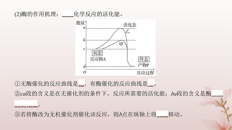 2024届高考生物一轮总复习第三单元细胞的能量供应和利用第7讲酶和能量“货币”ATP课件04