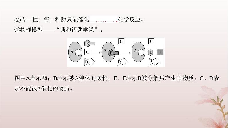 2024届高考生物一轮总复习第三单元细胞的能量供应和利用第7讲酶和能量“货币”ATP课件08