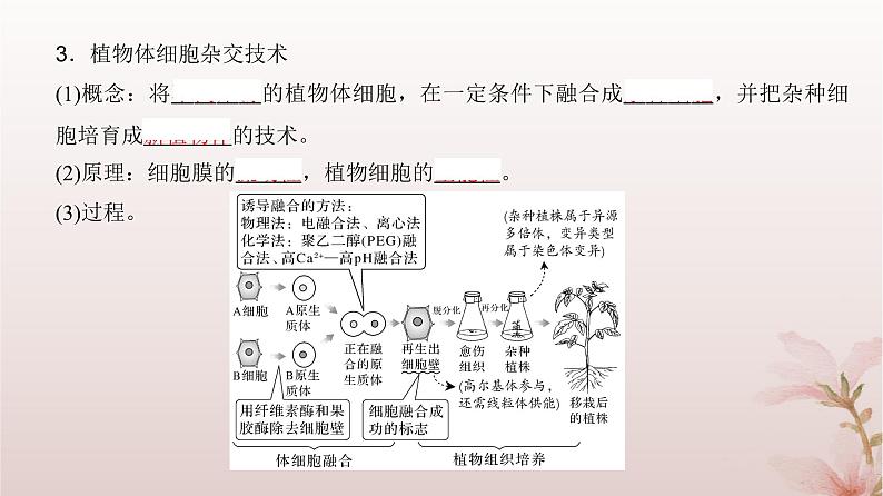 2024届高考生物一轮总复习第十单元生物技术与工程第34讲细胞工程和胚胎工程课件第6页