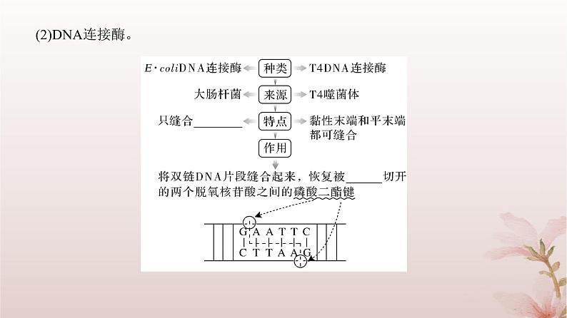 2024届高考生物一轮总复习第十单元生物技术与工程第35讲基因工程及生物技术的安全性与伦理问题课件第6页