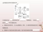 2024届高考生物一轮总复习第四单元细胞的生命历程第11讲减数分裂和受精作用课件