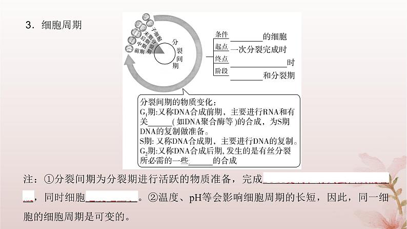 2024届高考生物一轮总复习第四单元细胞的生命历程第10讲细胞的增殖课件05