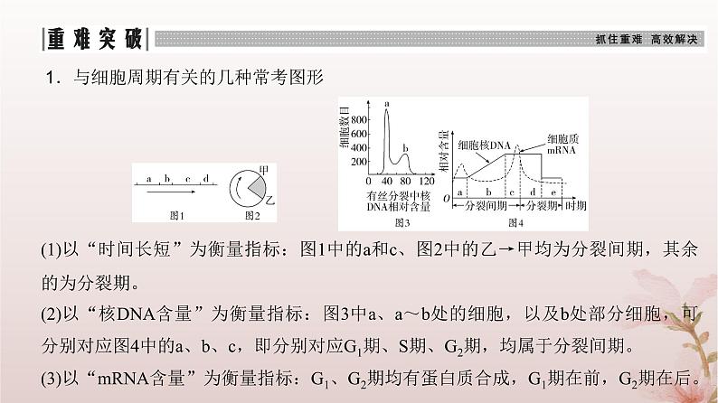 2024届高考生物一轮总复习第四单元细胞的生命历程第10讲细胞的增殖课件06