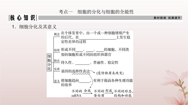 2024届高考生物一轮总复习第四单元细胞的生命历程第12讲细胞的分化衰老和死亡课件第3页