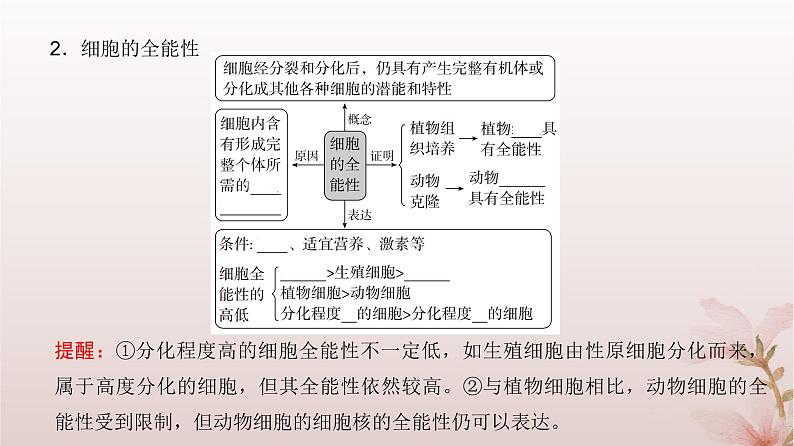 2024届高考生物一轮总复习第四单元细胞的生命历程第12讲细胞的分化衰老和死亡课件第5页