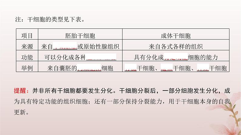 2024届高考生物一轮总复习第四单元细胞的生命历程第12讲细胞的分化衰老和死亡课件第7页