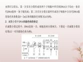2024届高考生物一轮总复习第四单元细胞的生命历程微专题4细胞分裂中的同位素标记及细胞分裂与可遗传变异的关系课件