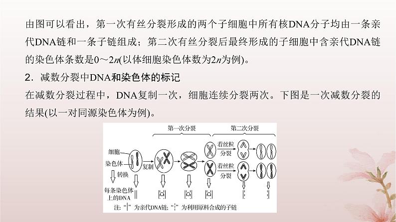 2024届高考生物一轮总复习第四单元细胞的生命历程微专题4细胞分裂中的同位素标记及细胞分裂与可遗传变异的关系课件第3页