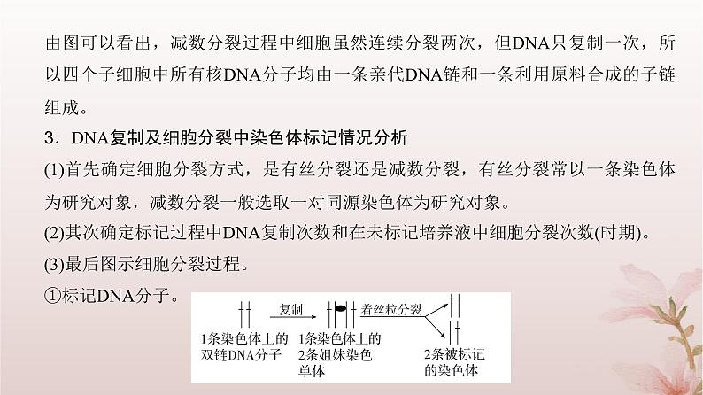 2024届高考生物一轮总复习第四单元细胞的生命历程微专题4细胞分裂中的同位素标记及细胞分裂与可遗传变异的关系课件第4页