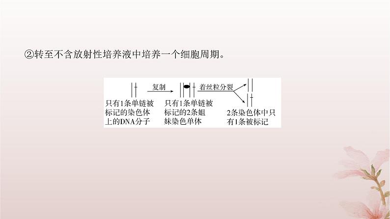 2024届高考生物一轮总复习第四单元细胞的生命历程微专题4细胞分裂中的同位素标记及细胞分裂与可遗传变异的关系课件第5页