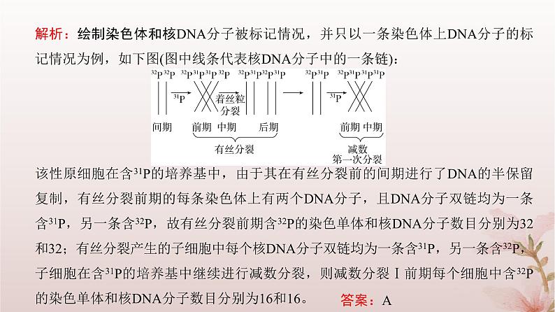 2024届高考生物一轮总复习第四单元细胞的生命历程微专题4细胞分裂中的同位素标记及细胞分裂与可遗传变异的关系课件第7页