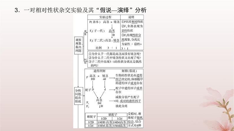 2024届高考生物一轮总复习第五单元遗传的基本规律第13讲基因的分离定律课件第5页