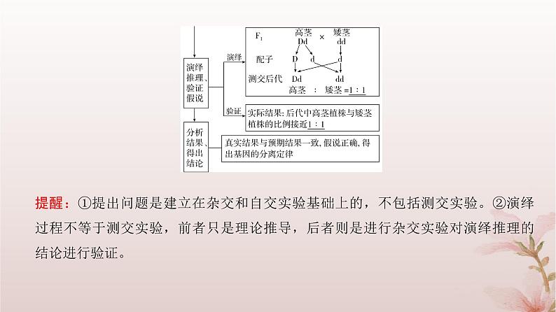 2024届高考生物一轮总复习第五单元遗传的基本规律第13讲基因的分离定律课件第6页