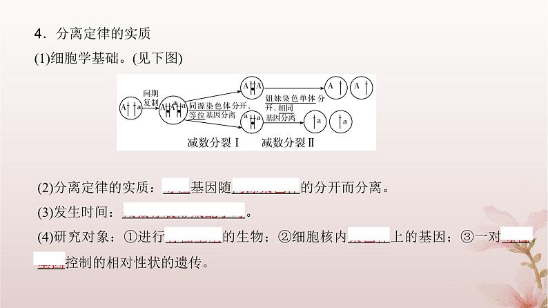 2024届高考生物一轮总复习第五单元遗传的基本规律第13讲基因的分离定律课件第7页