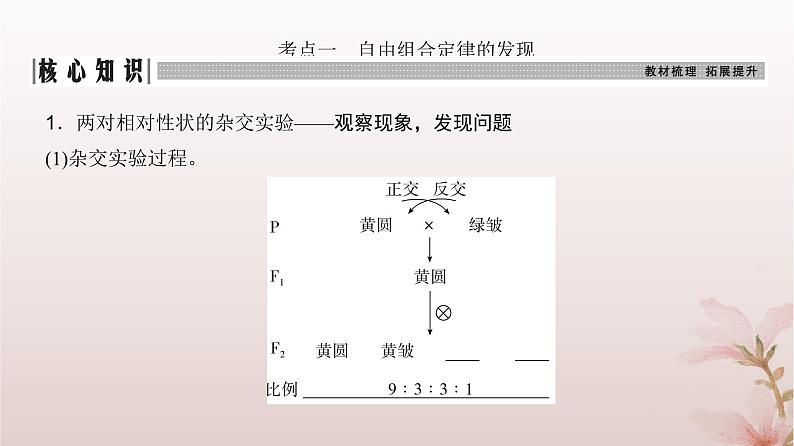 2024届高考生物一轮总复习第五单元遗传的基本规律第14讲基因的自由组合定律课件第3页